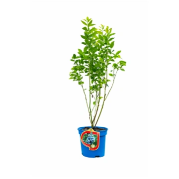 Amerikas mellenes ‘Bluetta’ 2,5L