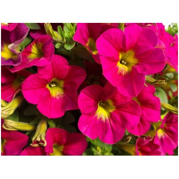 Petunia atkinsiana Capella Sangria | A.M. ozoli