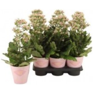 KALANHOJA FEMININE PINK 14Ø45H UAB E.GĖLĖS KAUNAS