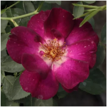 Violeta - balta - dobes floribundroze - intensīvi 