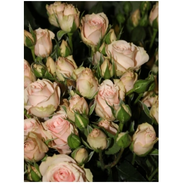 Krūmrozes 50 cm