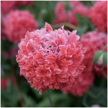 Miega magone 'Frosted Salmon peony' (Pap