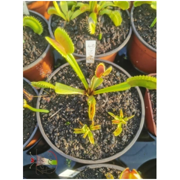 DM19 Dionaea muscipula -- "Toothless" - S