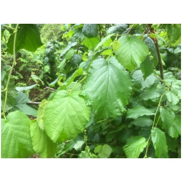 Corylus maxima (Lamberta lazda), konteiners C12, 1