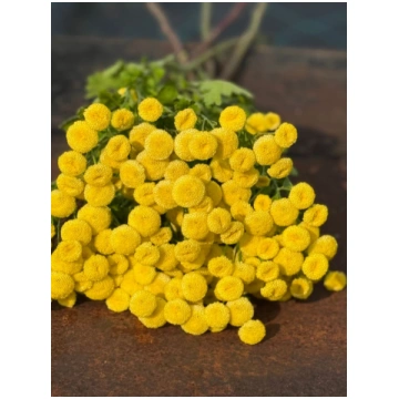 Tanacetum parthenium Amazone | Pelleted