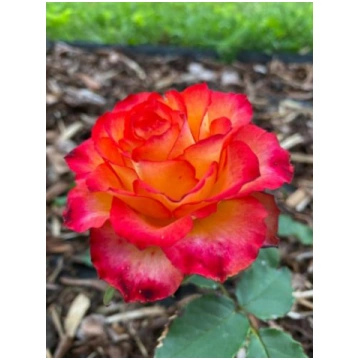 Tropicana (TH) (Tequila Sunrise)
