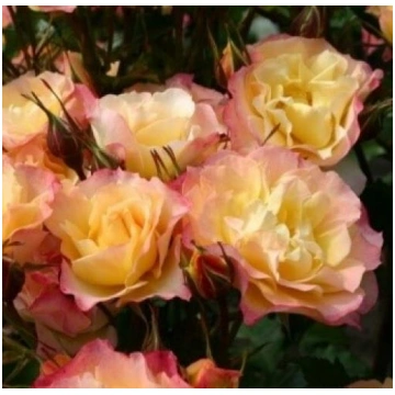 LandLust® (KR) (KO 02/1450-11, KORtuberlou)