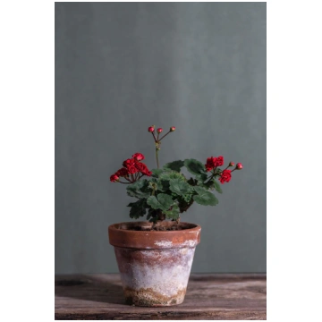 Garnet Rosebud - 10cm Ø