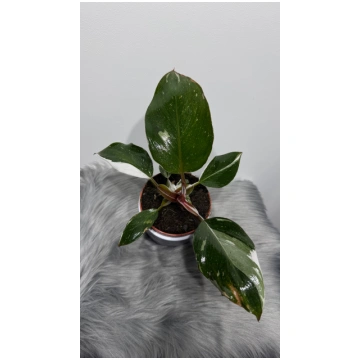 Philodendron White Knight Augi-Plants