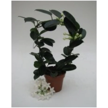 Telpaugi Stephanotis floribunda (Madagaskaras jasm