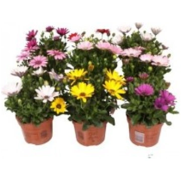 OSTEOSPERMUMS 12Ø KITI LIETUVOS
