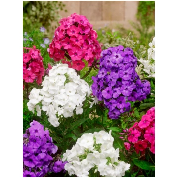 Phlox Paniculata - Skarainais Floksis