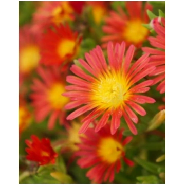 Delosperma hybrida Wheels Of Wonder Fire | A.M. oz