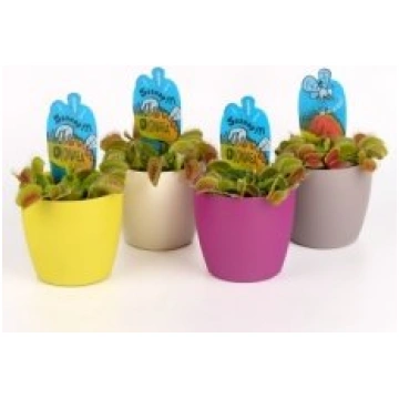 Telpaugi Dionaea muscipula(mušķērāji)
