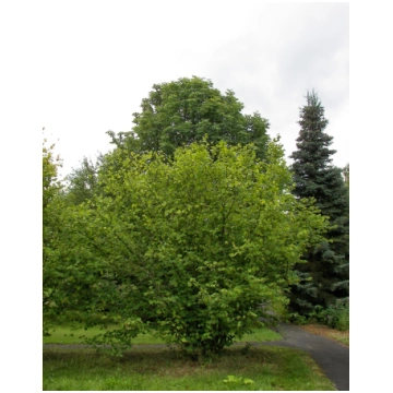 Corylus avellana - Parastā lazda C5