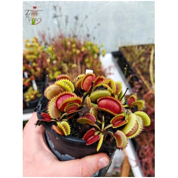 DM34 Dionaea muscipula -- "Bloody Shark" - L