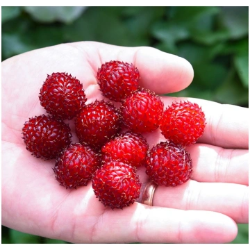 Aveņu stādi Raspberry Tower M-40 | A.M. ozoli