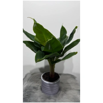 Musa dwarf Cavensish augi-plants