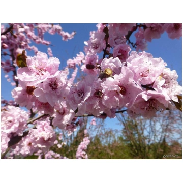 Ķiršveida plūme Prunus cerasifera 'Rosea Plen