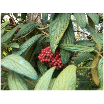 Viburnum rhytidophyllum Donnadipiante - Vendita pi