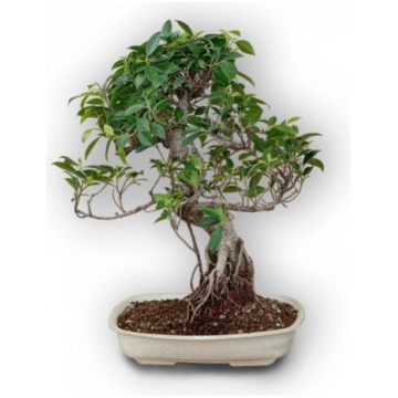 Ficus retusa bonsai, Ref. 8122
