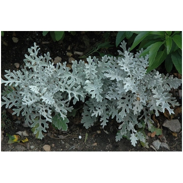 Senecio cineraria - Zemā Krustaine