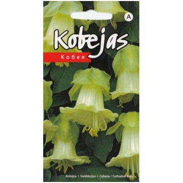 Kobejas baltas Kurzemes sēklas
