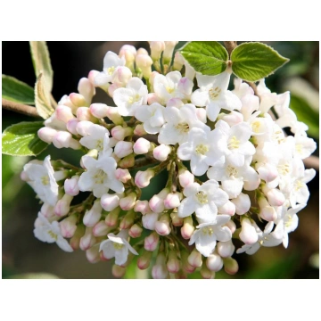 Viburnum x burkwoodii-Viburno Donnadipiante - Vend