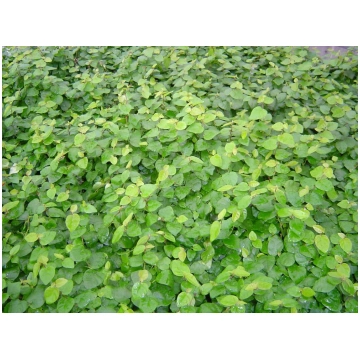 Ficus repens- Ficus pumila Donnadipiante - Vendita