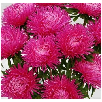 Asteres ķīnas Dragon Dark Rose 30 gab Satimex