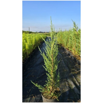 Juniperus scopulorum 'Blue Arrow' - Klin