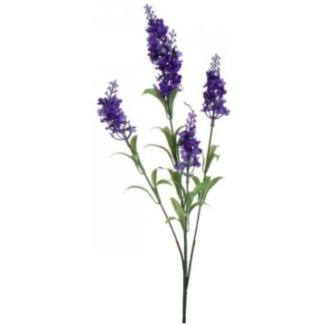 Lavanda Maillette (Lavandula angustifolia), BIO ēt