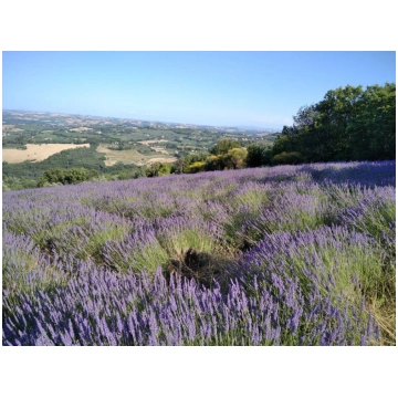 Lavandula angustifolia-Lavanda Donnadipiante - Ven