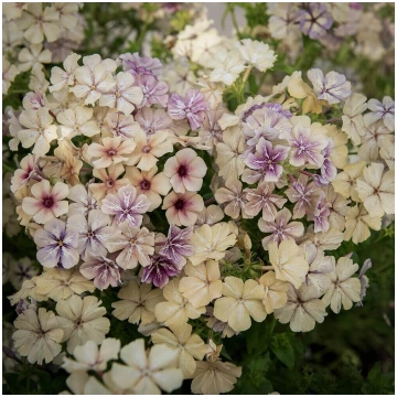 Drumonda floksis 'Creme Brulee' (Phlox d