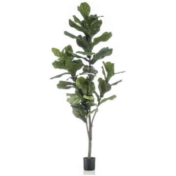Lietots - Ficus Lyrata 150cm