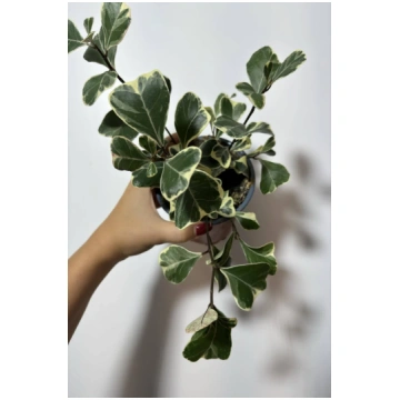 Ficus Triangularis Variegated augi-plants