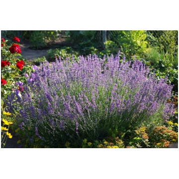 Lavandula angustifolia (Šaurlapu lavanda)