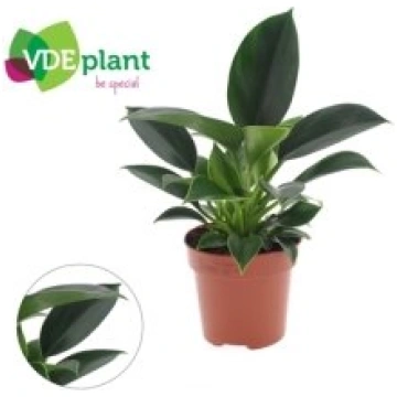 Telpaugi Philodendron "Green Princess"(Hilodendrs)