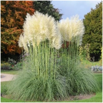 Cortaderia Selloana White - Pampu zāle baltā