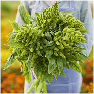 Amarants asinsarkanais Green Thumb 0,3g Darzinam.l
