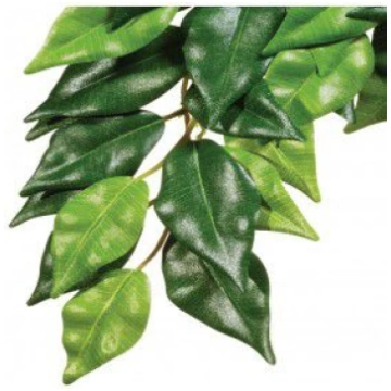 Hagen Exoterra Augs Ficus M