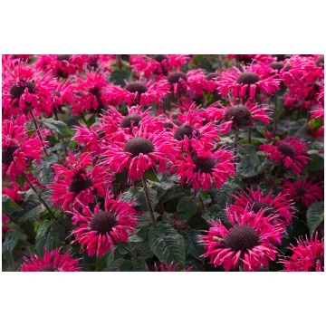 Monarda - Monarda