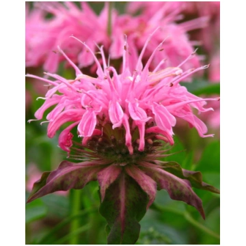 Monarda hybride Croftway Pink | A.M. ozoli