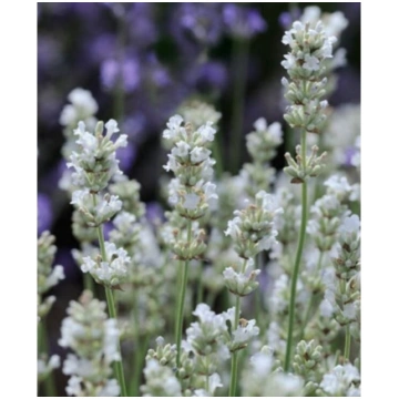 Lavanda "Alba"