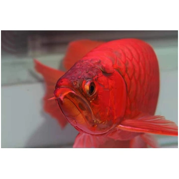 SCLEROPAGES INDO SUPER RED