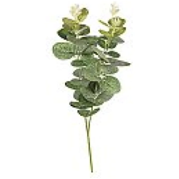 Eikalipta zariņš, garums 34 cm, 1 gab