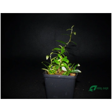 Ficus sp. Panamà Hobby Jungle