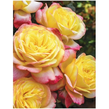 Kordes' Jubilee - Natalijas Rozes