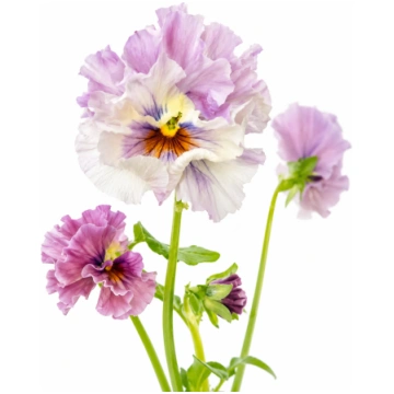 Lielziedu atraitnīte Chianti mixed F1 | Viola x wi