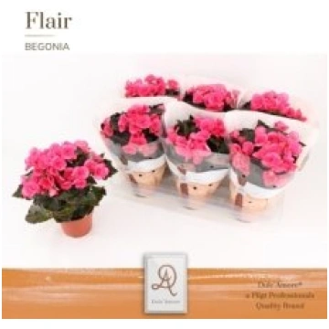 Stādi Begonia (Elatior) semi double (Begonija)